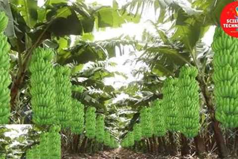 MODERN TECHNOLOGY BANANA FARM IN THE PHILIPPINES -AMAZING BANANA HARVESTING-GREAT BANANA PLANTATION