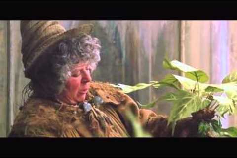 Mandrakes in Herbology