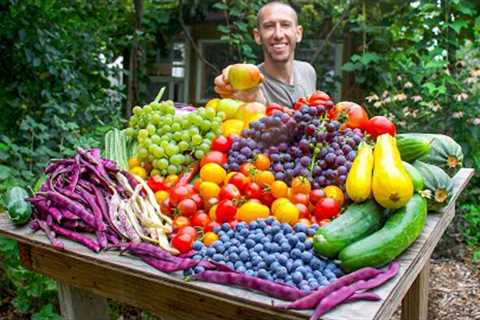 Unbelievable Organic Garden Harvest, This is What I Harvested Today!