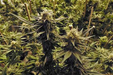 Hochul Says New York Illicit Cannabis Market is 'Unacceptable'