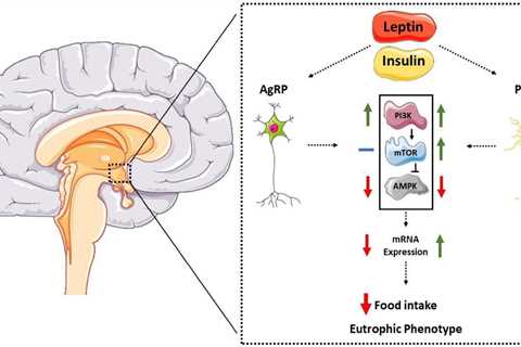 Intermittent Fasting and Autophagy Markers