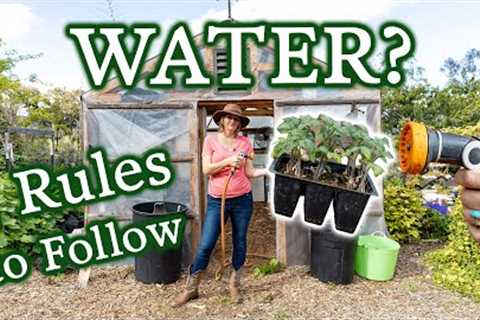 TOP 5 Things To Look For So You Know When To Water Your Plants