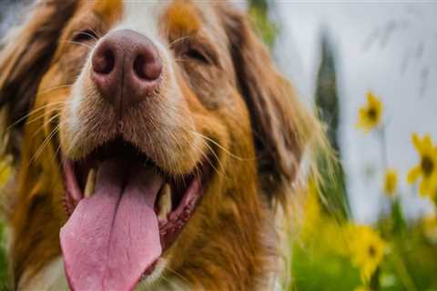 How Long Does it Take for CBD to Take Effect in Dogs?