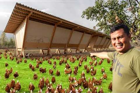 My 1 Hectare Farm of Free-range Chickens!! What is A Free-range Chicken Farm & How does it Work?