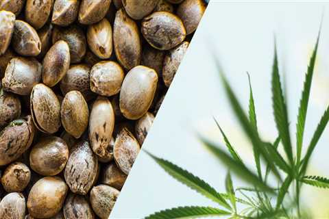The Difference Between Industrial Hemp and CBD