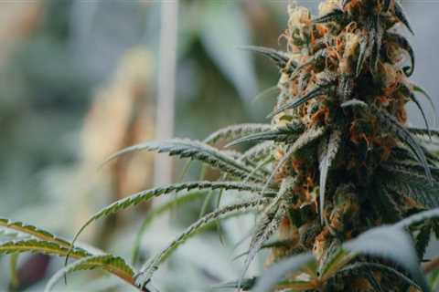 The Discovery of THC: A Historical Overview