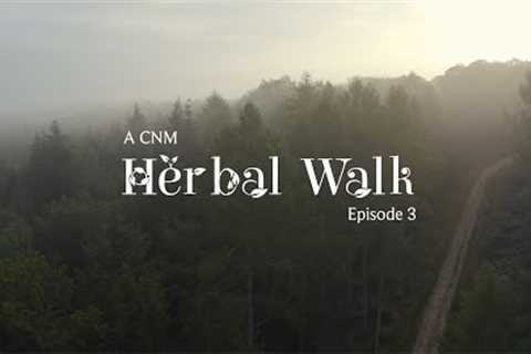 5 Wild Medicinal Herbs I A Herbal Walk with Peter ( Naturopath & Herbalist )