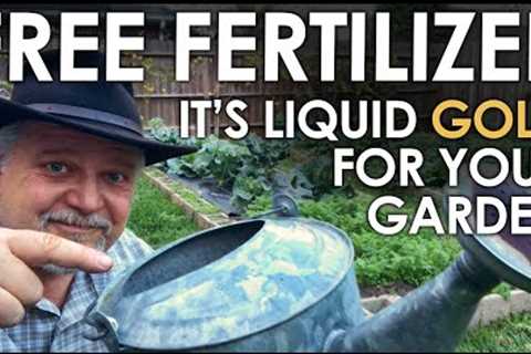 FREE Liquid Fertilizer for your Garden || Black Gumbo