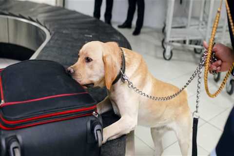 Can airport dogs smell thc gummies?