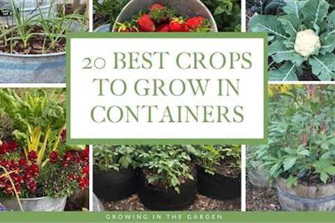 20 BEST Vegetables, Fruits & Herbs for CONTAINER GARDENING: Growing in the Garden