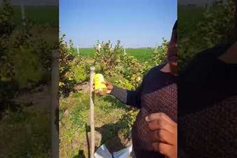 problems in organic farming #fruitfly #shorts