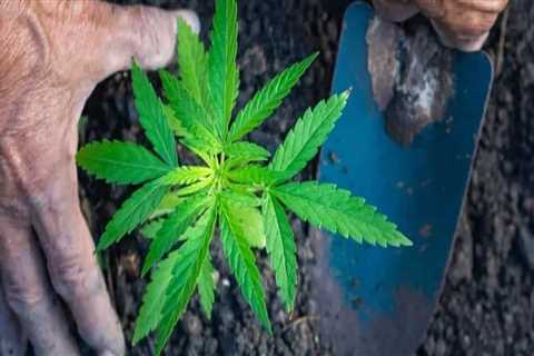 The Benefits of Growing Hemp for Soil Health