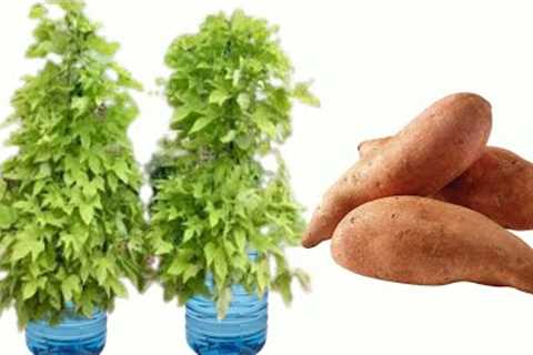 Unique and Easy Method of Growing Sweet Potatoes in Plastic Bottles for Higher Yields within Weeks