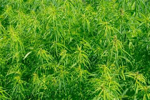 The Bright Future of Hemp: Exploring the Benefits and Challenges of the Hemp Industry