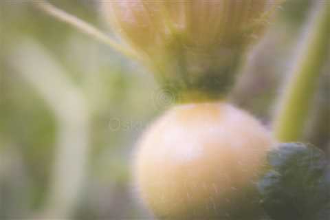 Aesthetic Nature VI (New Pumpkin)