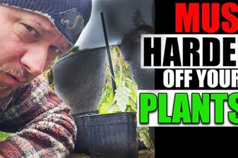 Damage From Not Hardening Off Explained Garden Quickie Episode 134