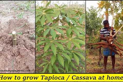 Tapioca farming from Planting to Harvesting / Tapioca Cultivation / Organic Cassava farming