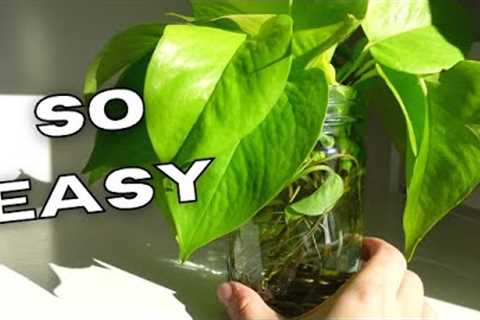 10 HOUSEPLANTS THAT ARE EASY TO GROW IN WATER! | Plants That Love To Grow In Water TIPS & TRICKS