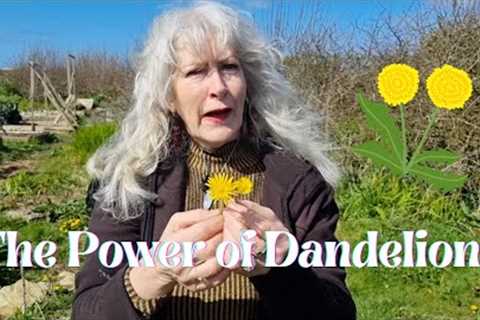 The Power of Dandelions