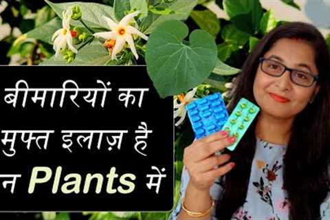 🔴💊 7 Medicinal Plants, their uses for Healthy Life / Ayurvedic Plants #gardening #ayurvedicplants