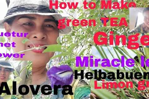 Making of  Herbal Green Tea(vlog#97)