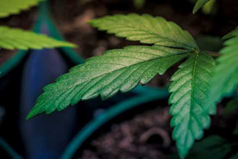 In Reversal, New Jersey Regulators Approve Curaleaf’s Recreational Marijuana License Renewal—With..