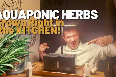 Growing Herbs in you Kitchen has NEVER BEEN EASIER!