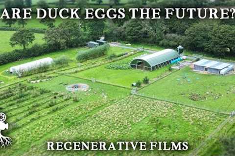Regenerative Farm Combines Ducks and Blueberries | Parc Carreg Duck Eggs, Wales