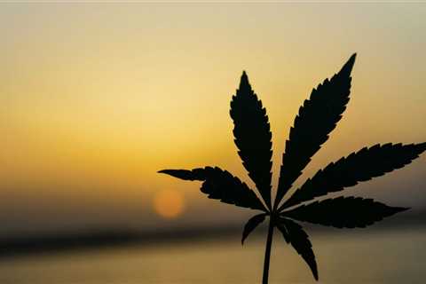 Consumers show industry potential in 4/20 marijuana sales