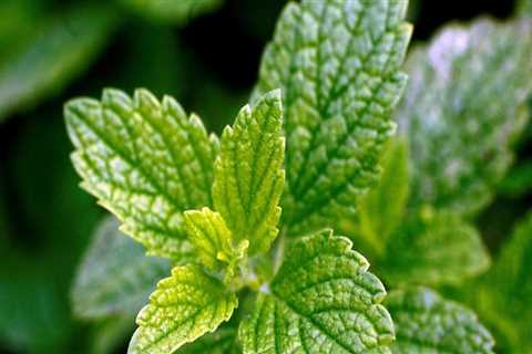 Lemon Balm Extract: When and How to Use It For In Mouth Herpes