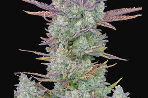 Gorilla Cookies Auto seeds - The Stickiest Cookies in the Game…