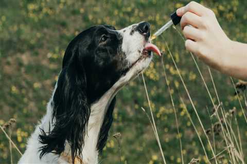 Can I Give My Pet CBD? A Guide for Pet Owners