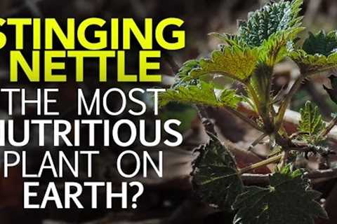 Stinging Nettle — The Most Nutritious Plant On Earth?