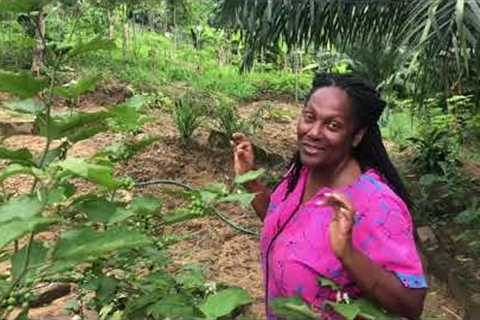 100% Organic farming in Ghana | backyard edition | Ghana360