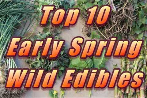 🌿 My Top 10 Early Spring Wild Edibles!