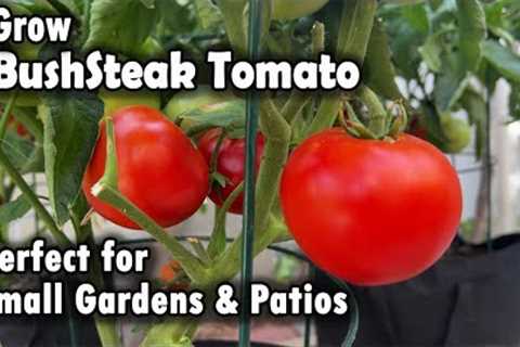 How to Grow a Perfect Tomato in Small Gardens and Patios | From Seed to Harvest (BushSteak Tomato)