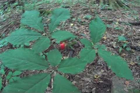 How to find Wild Ginseng plants and how to idendify them