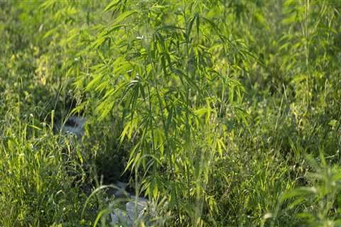 How Many Hemp Plants Can Grow on an Acre?