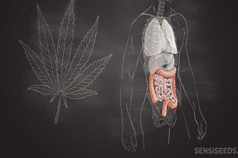 Can CBD Oil Cause Intestinal Problems?