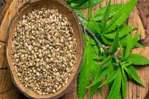 The Benefits of Eating Raw Hemp Leaves