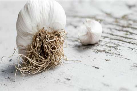 Garlic for Herpes Prevention: An Evidence-Based Overview