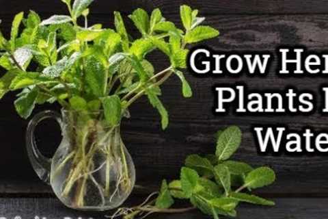 How to Grow Herb Plants in Water All Year Long - Save Money and Have an Endless Supply