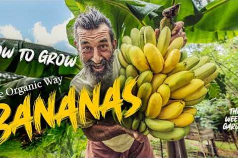 How to Grow Bananas - The Organic Way