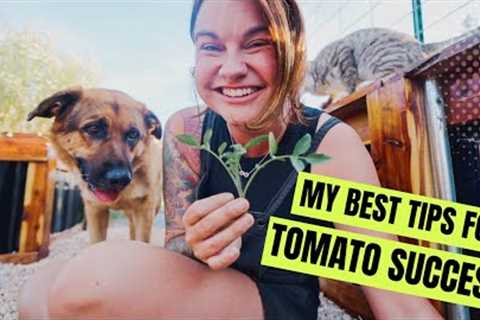 Tips for Tomato Growing Success (How to prune, trellis, and support your tomato garden)