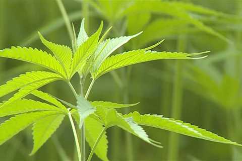 The Benefits of Hemp Leaves: A Comprehensive Guide