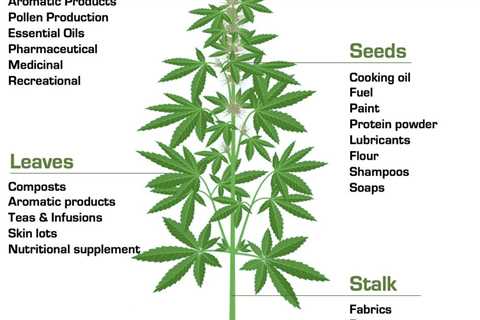 A simple chart describing how the different parts of the cannabis plant can be…