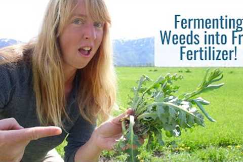 Fermenting Weeds into Free Fertilizer for the Garden & Orchard, Use Everything & Save Money!