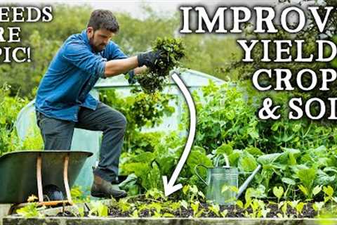 5 Amazing Ways to Grow Bigger Crops Using Weeds!