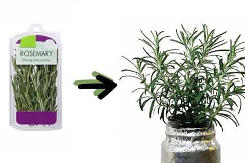 How to Grow Rosemary Cuttings from the Grocery Store