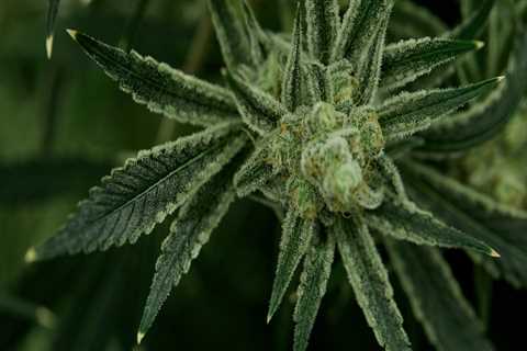 What causes a cannabis plant to turn into a hermaphrodite?